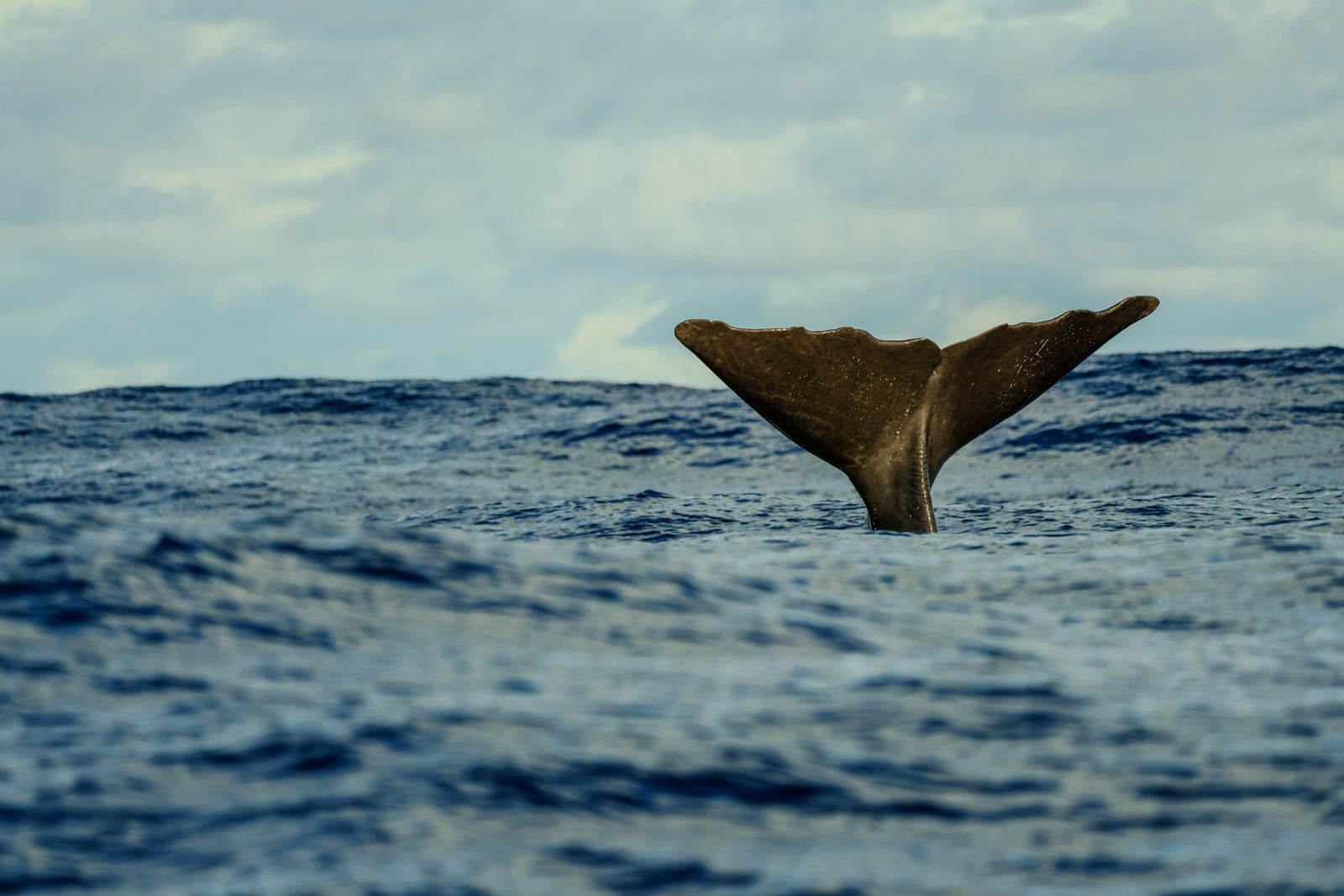 China, Chile, Belgium Compete for High Seas Treaty Secretariat Host