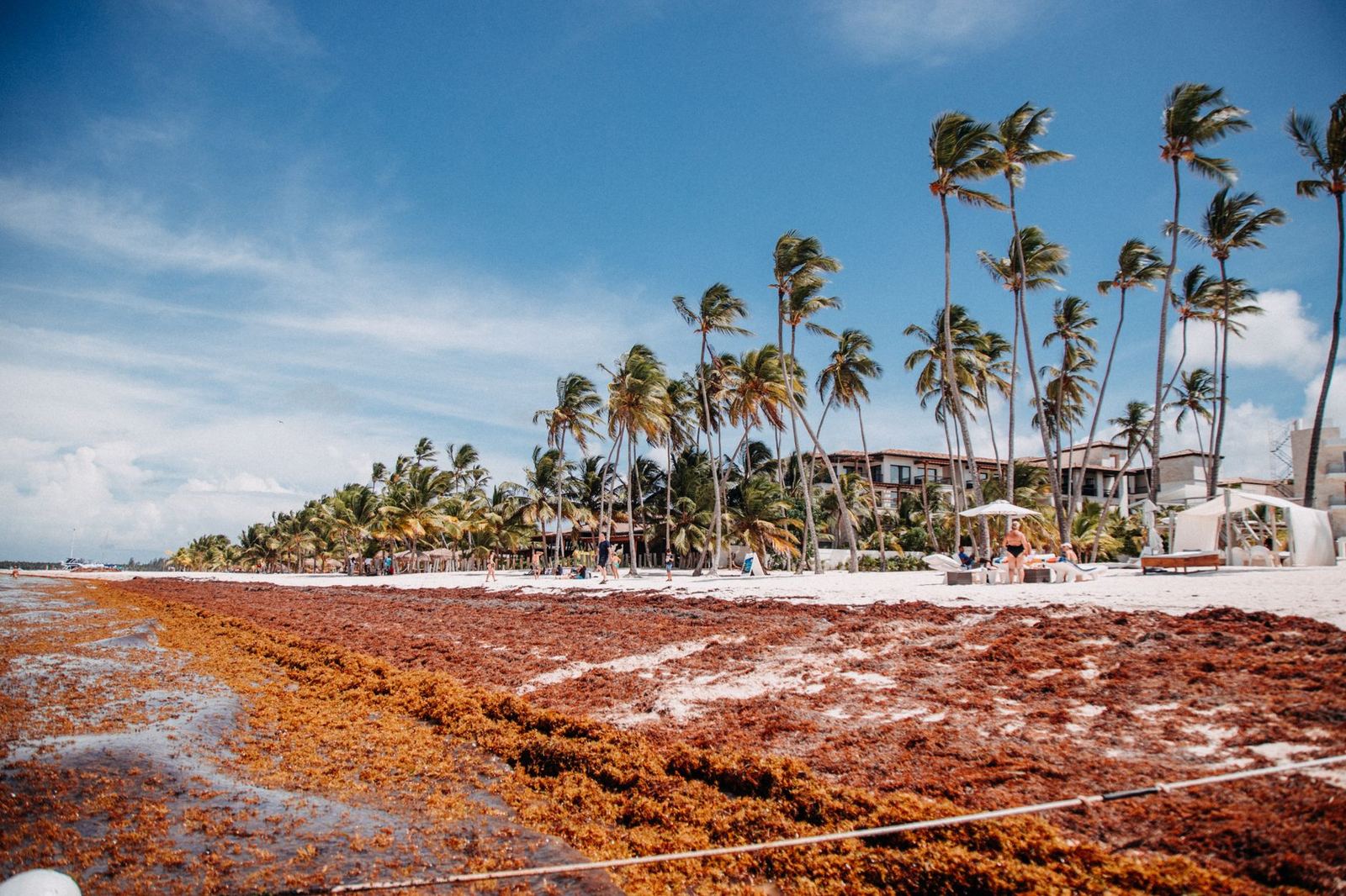 Mexico Allocates $115 Million to Combat Sargassum Seaweed Impacting Caribbean Tourism
