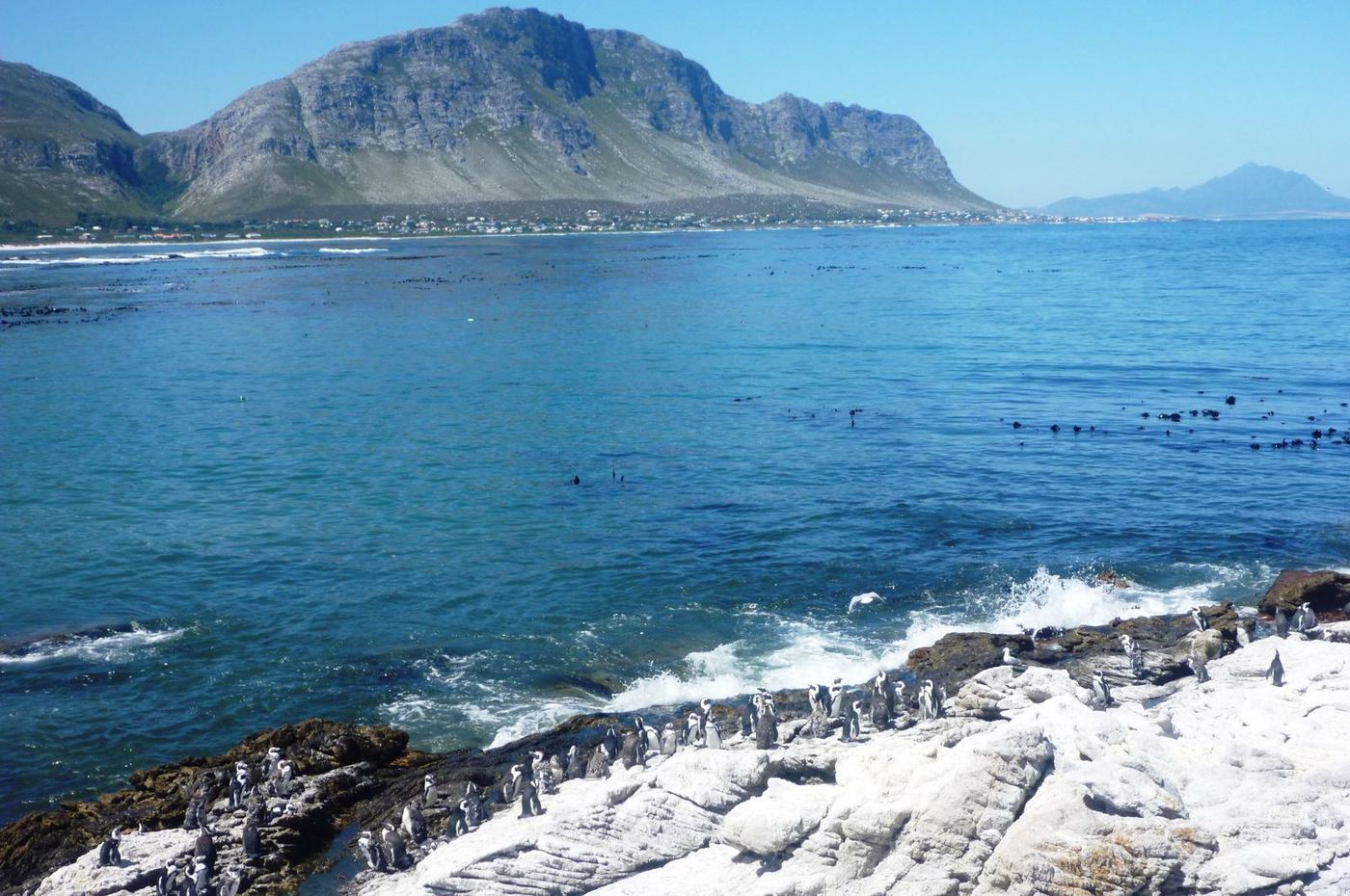 South Africa's Stony Point Reserve Hosts Penguin Palooza