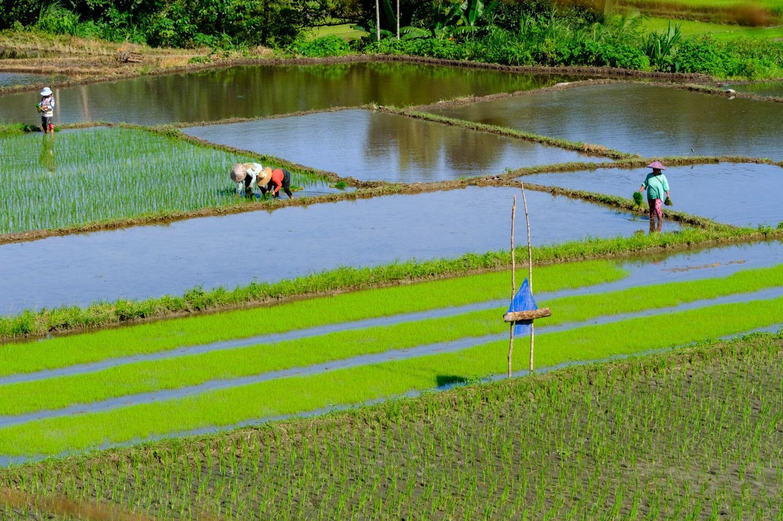 Illustrative photograph — not Thailand's Commerce Ministry pushes premium rice at Manila expo