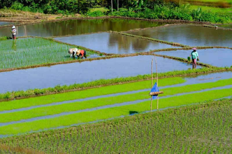 Illustrative photograph — not Thailand's Commerce Ministry pushes premium rice at Manila expo